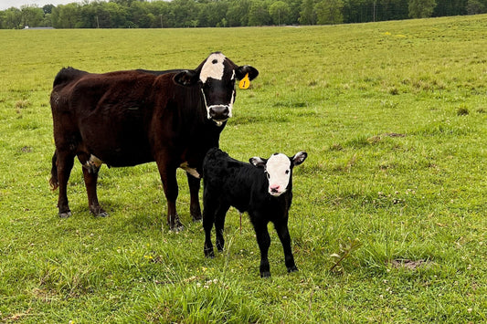 A cow and cattle in Diamond D Ranch