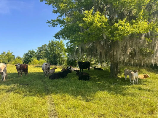 Cattles at Diamond D Ranch under the shadow of the tree