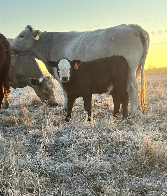 Cattles in our farm at Diamond D Ranch grazing