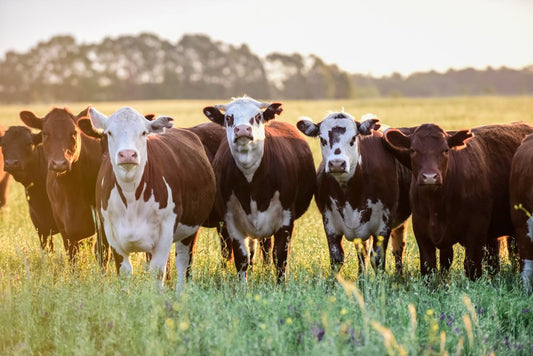 Group of cows standing in a grassy field with trees in the background