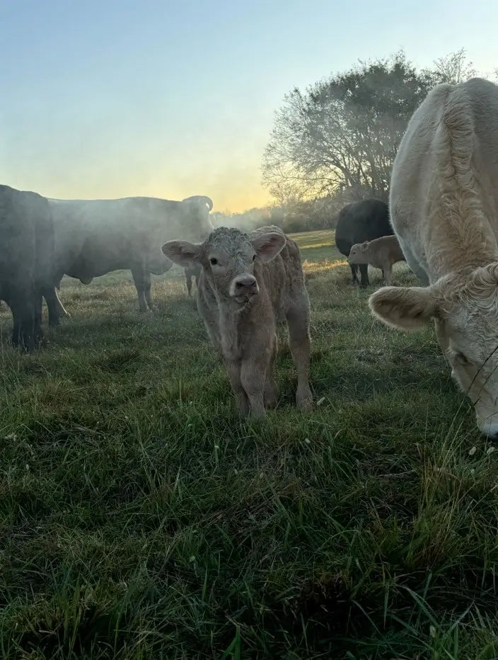 Baby cattle and cows in a grassy field in Diamond D Ranch