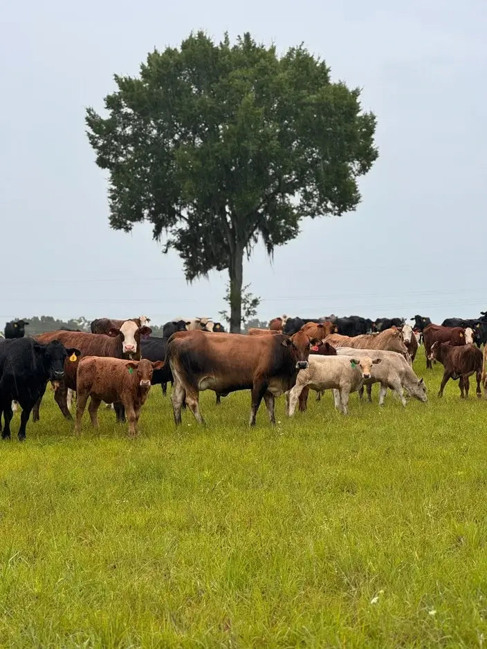Cows grazing in a green field with a tree in the background in Diamond D Ranch