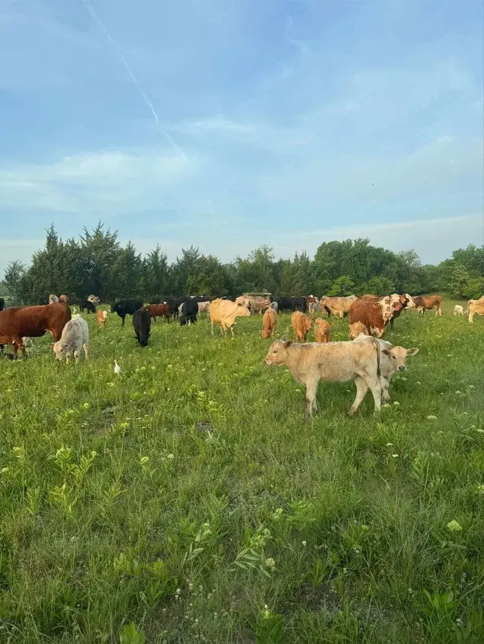 Cows grazing in a green field with a blue sky