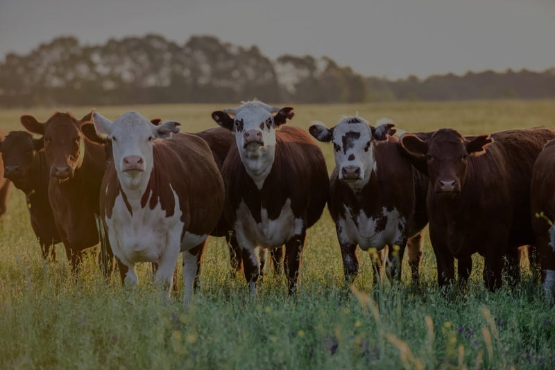 Group of cows standing in a grassy field with trees in the background at Diamond D Ranch