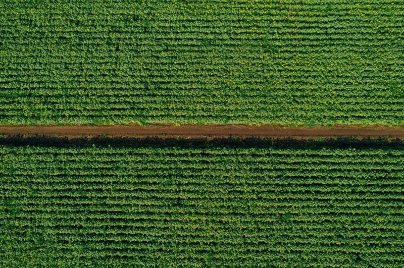 Aerial view of a green field with a brown border at Diamond D Ranch