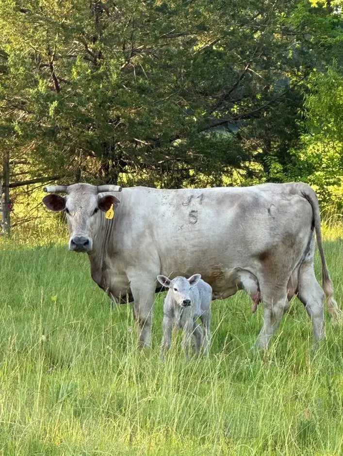 Cow and calf standing in a grassy field with trees in the background at Diamond D Ranch