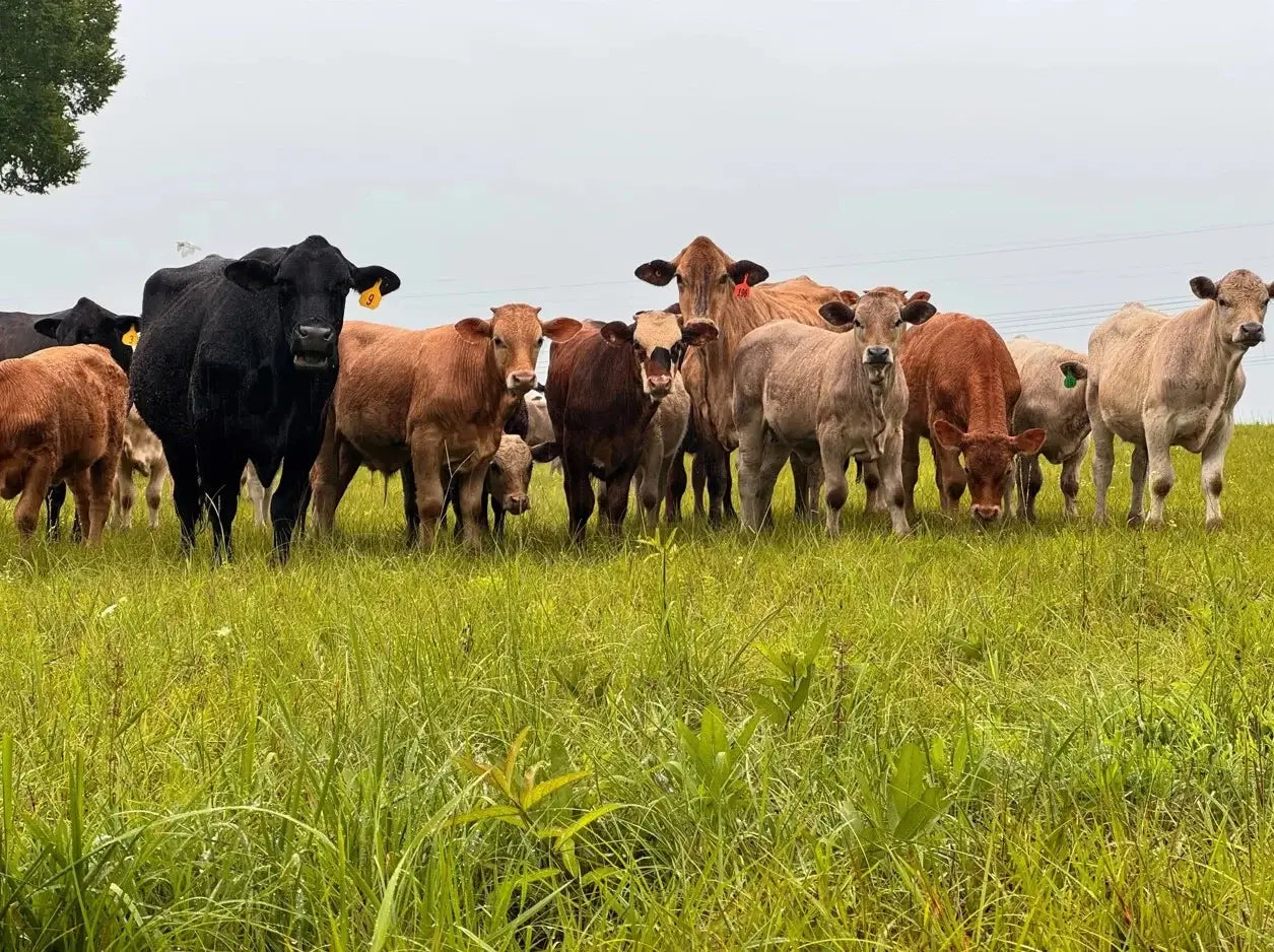 Group of calves standing in a grassy field on a cloudy day at Diamond D Ranch